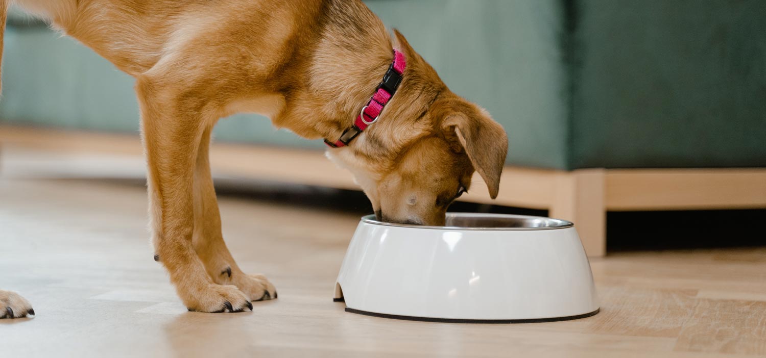 eating from dog bowl