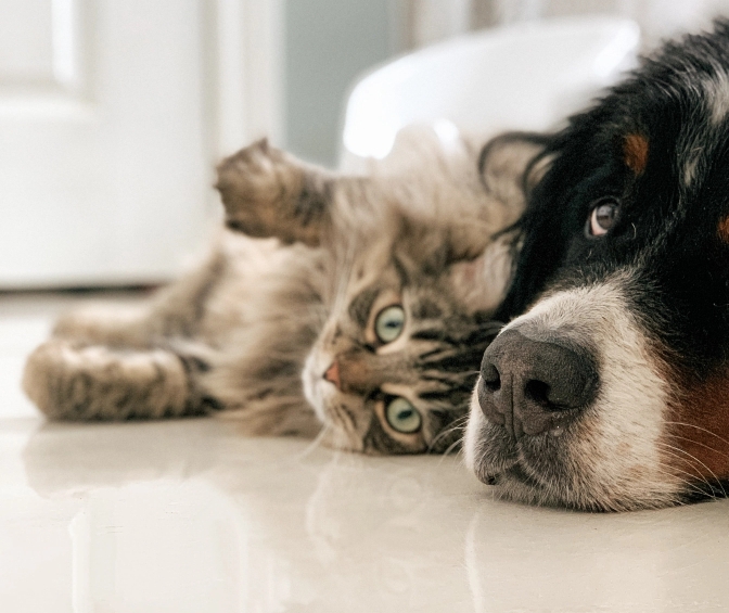 dog and cat laying on ground together