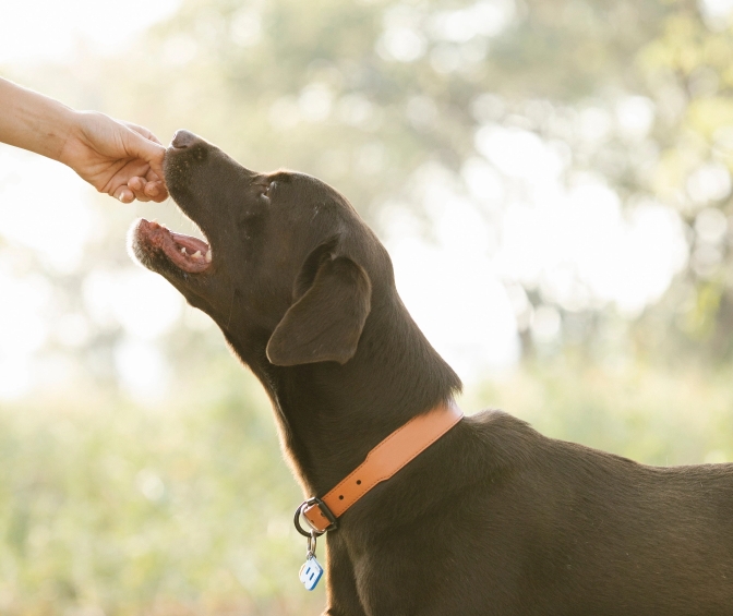 dog being fed